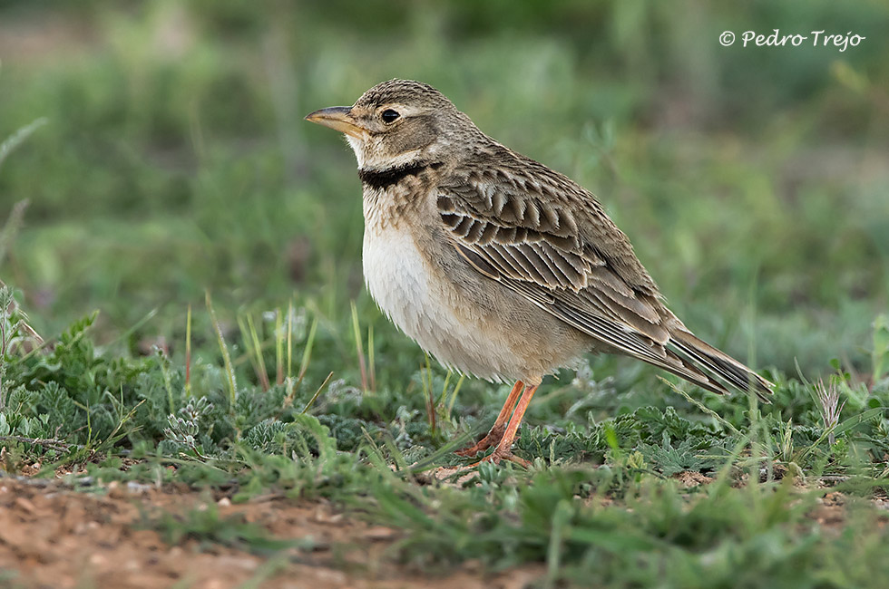 Calandria común (Melanocorypha calandra)